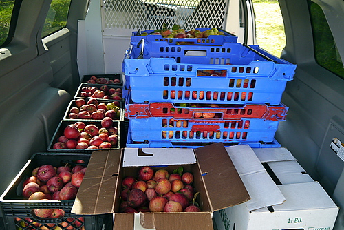 Students gleaned apples at Welch Orchard and then pressed them in almost 30 gallons of apple cider!
