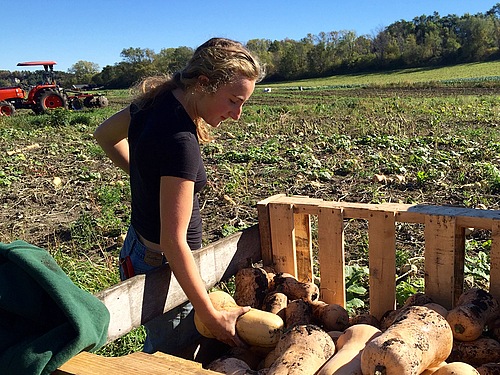 Maya Ben-Shahar '19 picking butternut squash at Seeds Farm, Fall 2015