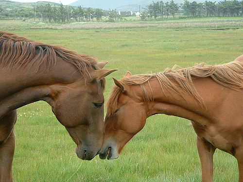 Two horses share a moment in County Mayo.
