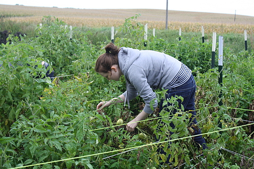 Gleaning, Fall 2010.