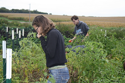 Gleaning, Fall 2010.