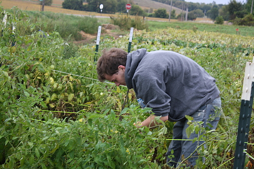 Gleaning, Fall 2010