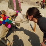 Caitlin shows her true feelings for camels at Giza.