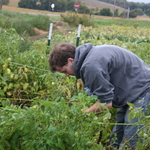 Gleaning, Fall 2010
