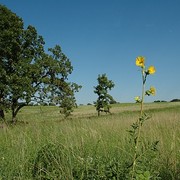 Prairie on the Cowling Arboretum