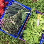 Gleaning vegetables at Seeds Farm for Thursday's Table, Fall 2015