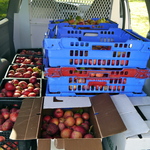 Students gleaned apples at Welch Orchard and then pressed them in almost 30 gallons of apple cider!