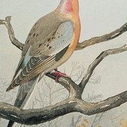 Passenger Pigeon Portrait by L. A. Fuertes
