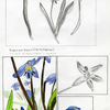 Siberian Squill by Sung Hyo Kim '11