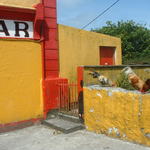 Roosters outside an abandoned bar on the Aran Islands.