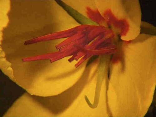 Chamaecrista flower
