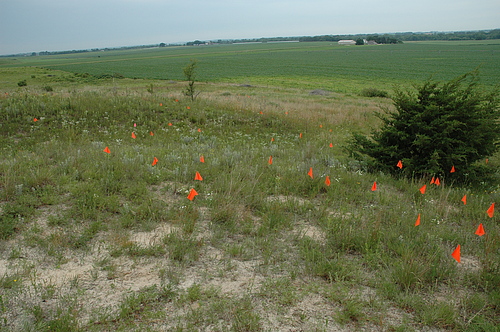 mcknight Prairie Chamaecrista Site close up