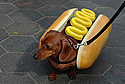 Wiener Dog in Wiener Costume