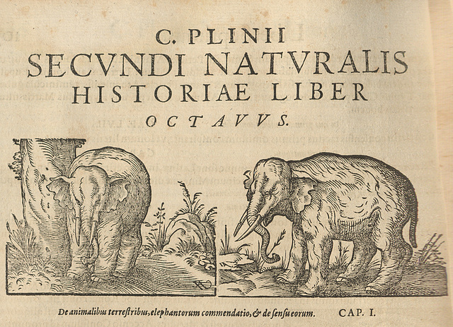 Pliny Elephant