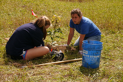 New students planted oaks.
