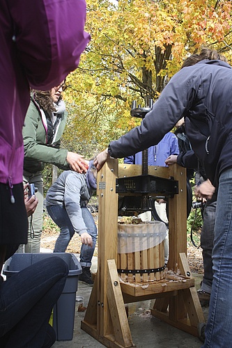 Gleaning and pressing apples into cider!