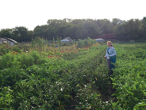 Kate Richardson '19 harvesting eggplant at Seeds Farm, Fall 2015