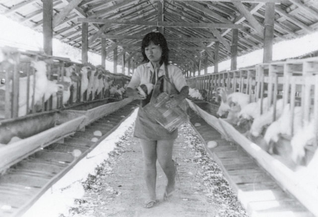 Japanese Brazilian farm commune