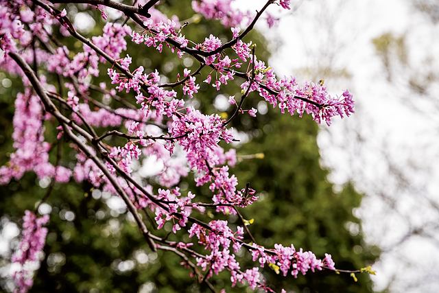 spring at the Japanese Garden