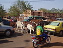 Cattle in Bamako