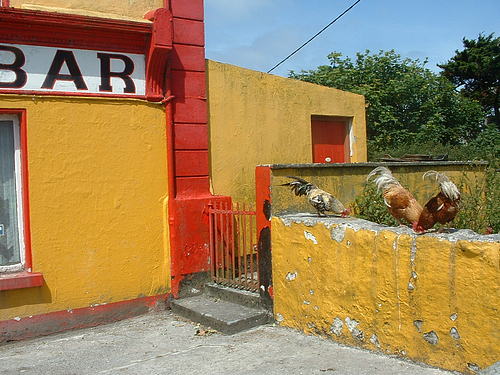 Roosters outside an abandoned bar on the Aran Islands.