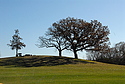 Hill of Three Oaks
