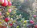 The Super Idyllic Pastoral Apple Orchard Photo