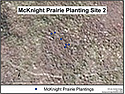 Satellite image of McKnight Prairie overlayed with GPS position of tagged plants at site 2.