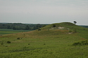 McKnight Prairie Chamaecrista Site at a distance.
