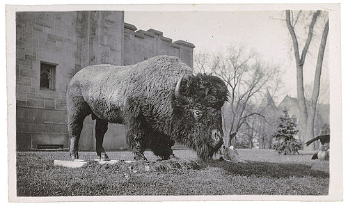 stuffed buffalo from Carleton museum