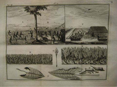 <strong>Figure 9.</strong> Plate 3, T. Pistorius, <em>Korte En Zakelyke Beschryvinge Van De Colonie Van Zuriname</em>, 1763