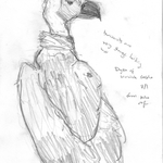Dyson the Warwick Castle vulture by Rebecca