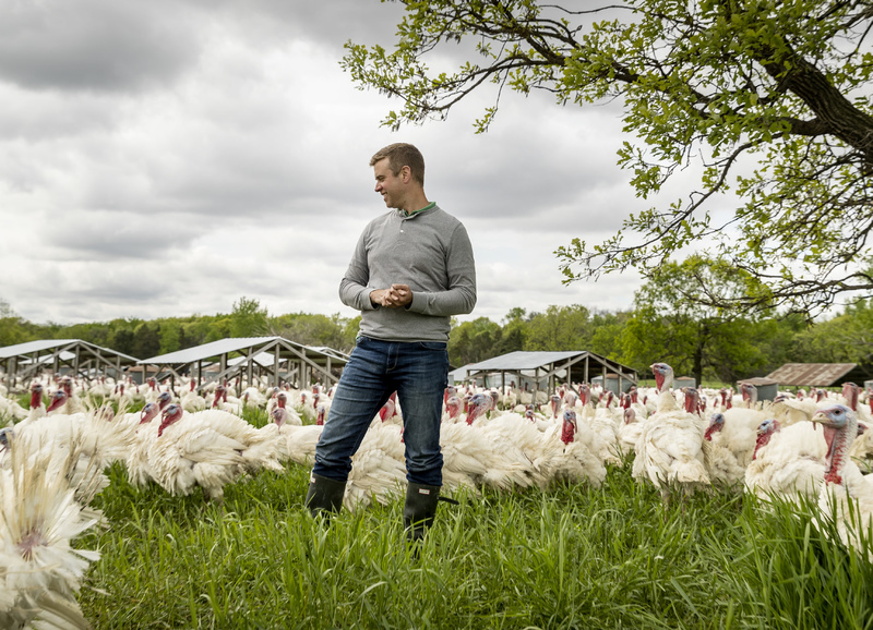 John Peterson stands amid a flock of turkeys