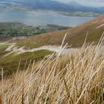 Grasses on the way to the top of Croagh Patrick