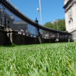 Some of Trinity's obsessively maintained lawn
