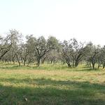 Les oliviers de Provence