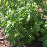 Basil growing in the garden during the summer