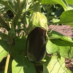 An eggplant ready to be picked