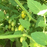 Yellow grape tomatoes almost ready to be picked