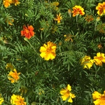 Did you know marigolds are edible? They also repel pests and add color!