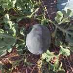 A watermelon ripening in late summer