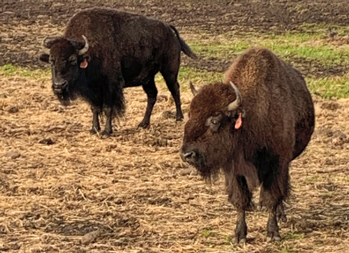 In the 19th century, U.S. officials slaughtered bison to deny Native Americans a food source.