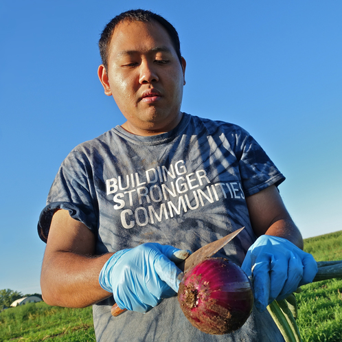 A worker cuts a red onion off its stalk