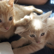 Marmalade Kittens