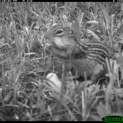 13 lined ground squirrel photograph captured by Roger Faust'19 on the mammal camera for Dan's lab.
