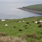 Sheep and the Irish coast