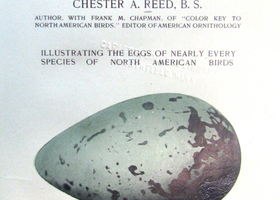 Great Auk Egg, Title page, North American Birds Eggs