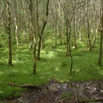A mini-forest at Glendalough.