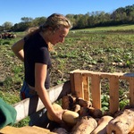 Maya Ben-Shahar '19 picking butternut squash at Seeds Farm, Fall 2015