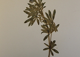 Pressed flowering specimen
